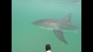 Great White Shark up close
