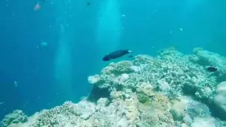 Diving at the Great Barrier Reef | GoPro Hero 4