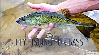 Fly Fishing for BASS - Leopard Trail (South Africa)