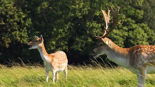 Fallow Deer Phoenix Park Dublin