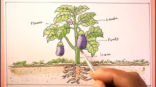 How TO Draw eggplant tree easy/how to draw a plant/lets draw the parts of a plant,