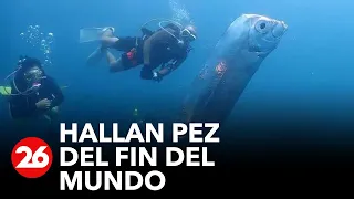 Estas son las características del "pez del fin del mundo" hallado en Taiwán