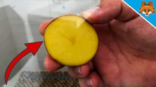 Rub a POTATO over your Shower and WATCH WHAT HAPPENS 💥 (Ingenious TRICK) 🤯