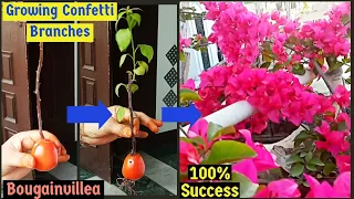 Unique &Best Method To Grow Bougainvillea Cutting With Tomato🍅|Bougainvillea Flowering Tips|Confetti