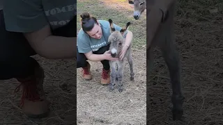 Loving On Our Baby Donkey 🫏 ♥️