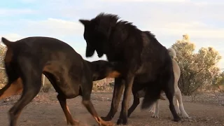 Doberman Doesn't Back Down From Wolf - Watch what happens