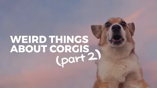 Weird Things That Corgis Do (PART 2) • Corgi Ownership