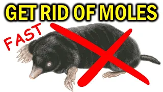 How to Get Rid of MOLES in Your Yard, Garden & House -  NATURALLY & FAST