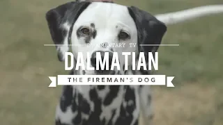 ALL ABOUT DALMATIANS: THE FIREHOUSE DOG
