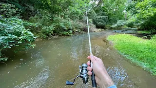 TROUT Fishing Small Creek for Rainbows & Browns