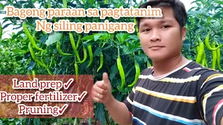 paano paramihin ang bunga ng siling panigang ||tamang paraan ng pagprupruning. #tangaytoto