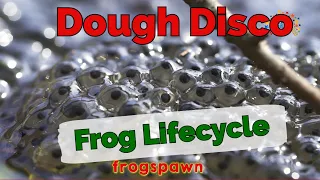 Dough Disco Tadpoles Transform into Frogs | Frog Life cycle