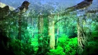 3 Hour Nature Sound Relaxation-Soothing Forest Birds Singing