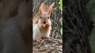 Это не малыш Ушки, это Малышушкин 🐿