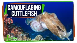 Colorfully Camouflaging Cuttlefish Are Colorblind