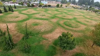 Those crop circles at a Tacoma park? There's a terrestrial cause