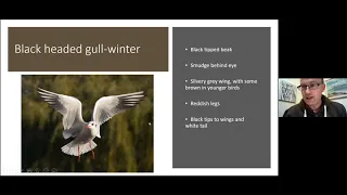 An introduction to the commoner gulls of the UK