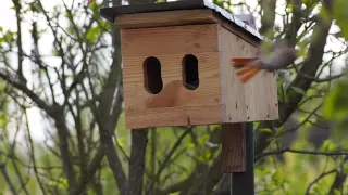 Tiere im Garten