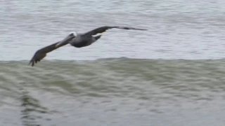 Pelicans air surfing