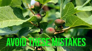 Growing Fig Trees: Avoid These 11 Season-Ending Mistakes