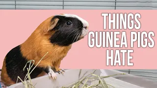 10 Things Guinea Pigs Hate About Human