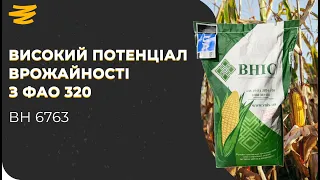 КУКУРУДЗА ДЛЯ ВСІХ ЗОН ІЗ ФАО 320. ВН 6763