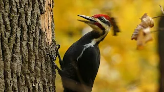 WoodPecker Pecking on Hardwood and Eating Termites