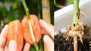 How to propagate roses with tomatoes for super fast rooting { Growing roses in tomatoes at home}