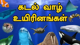 கடல் வாழ் உயிரினங்கள் | Tamil flashcards(SIGHT WORDS)| Sea creatures in TAMIL