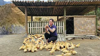 Go to the market to buy Ducklings - Build a Bamboo House for Ducklings | Trieu Mai Huong