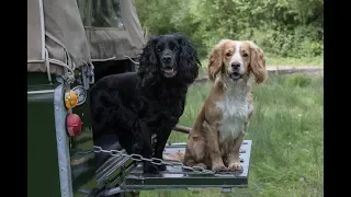 Rough Shooting with Cocker Spaniels