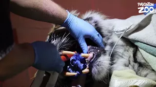 Brave dentist performs a root canal on a TIGER!