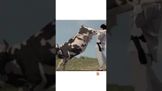 tenti não rir da vaca que luta Kung fu