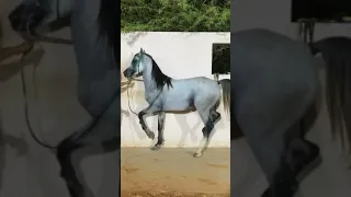 Arabian horse stallion dance