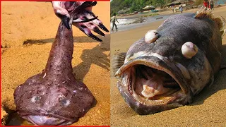 Catching Seafood 🦑🦀 Deep Sea Octopus (Catch Crab, Catch Fish) - Tik Tok #40