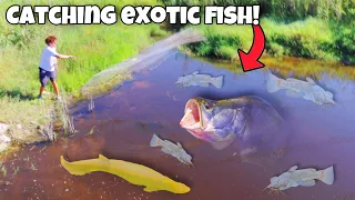 I Caught TONS Of EXOTIC Aquarium FISH!