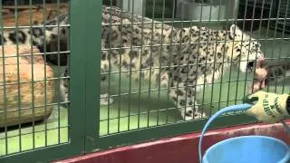 にゃん！ガゥ！嬉しくてつい声が出るユキヒョウ~Snow Leopard's supper