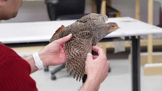 Posing a flying Partridge. Art of Taxidermy