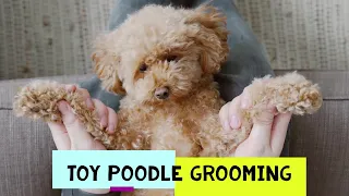 Toy poodle grooming and how to brush your dog