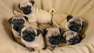 🐶 💕 Sweet and Funny Pug Life || #funnydogs