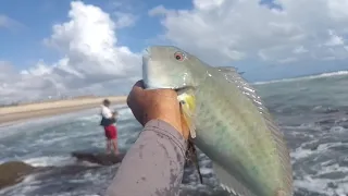 PESCA NOS ARRECIFES: SÓ BATATA GIGANTE!