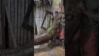 Largest Snake 🐍 In the world | Green Anaconda #snake #shorts