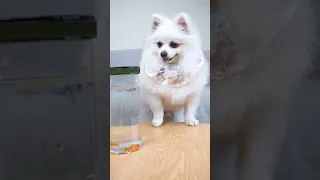 Where is the little goldfish? #funny #nico #funnyanimal #dog #doggie