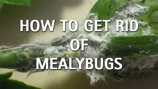 How To Get Rid of Mealybugs