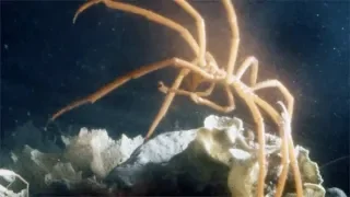 Sea Spiders - Deepsea Oddities