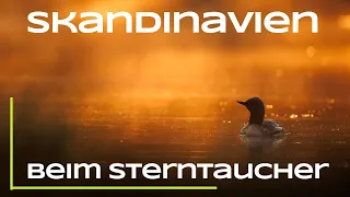 Ein magischer Morgen im Moor - Skandinavien Part 1