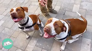 “That’s his brother!” Pitbull Brothers Reunite After Years Apart | Cuddle Buddies