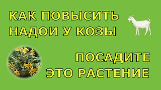 Как Повысить Надои у Козы Весной