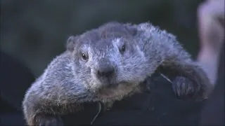 It's Groundhog Day again and more winter is predicted