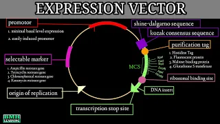 Expression Vector | Cloning Vector |